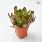 Aeonium P150《法师》 F02