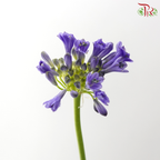 Agapanthus - Purple (5 Stems)