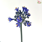 Agapanthus - Bluish Purple (5 Stems)