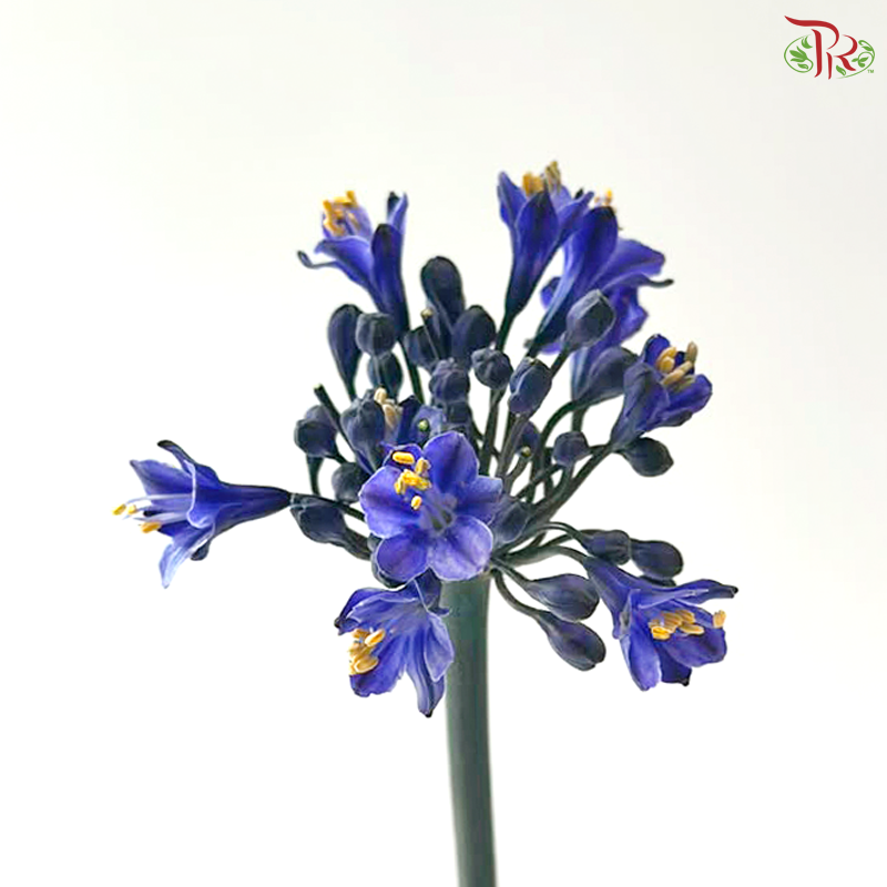 Agapanthus - Bluish Purple (5 Stems)
