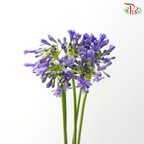 Agapanthus - Purple (5 Stems)