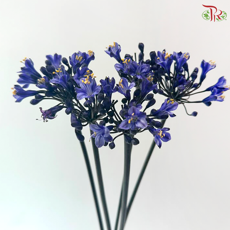 Agapanthus - Bluish Purple (5 Stems)