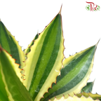 Agave Lophantha P120《单纹龙舌兰》