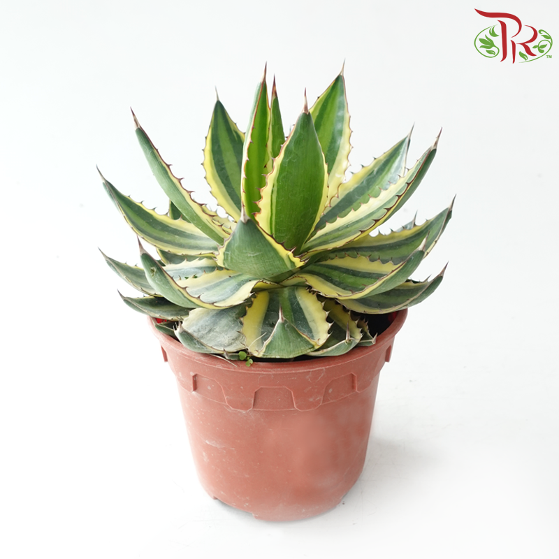 Agave Lophantha P120《单纹龙舌兰》