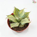 Agave Potatorum Variegated《雷神锦》P85 S04