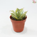 Agave Potatorum Variegated《雷神锦》P85 S04