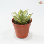 Agave Potatorum Variegated《雷神锦》P85 S04