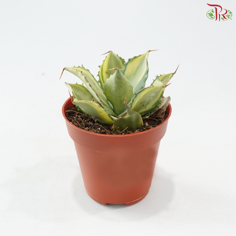 Agave Potatorum Variegated《雷神锦》P85 S04