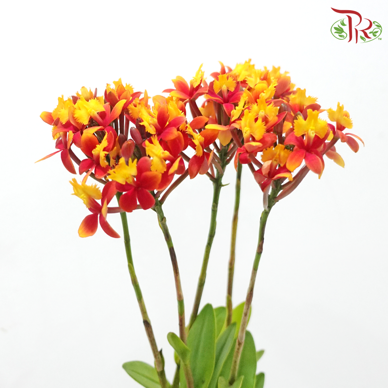 Aglaia Odorata (Per Bunch)