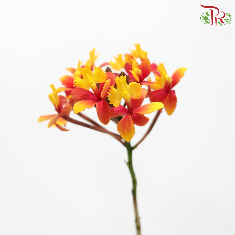 Aglaia Odorata (Per Bunch)