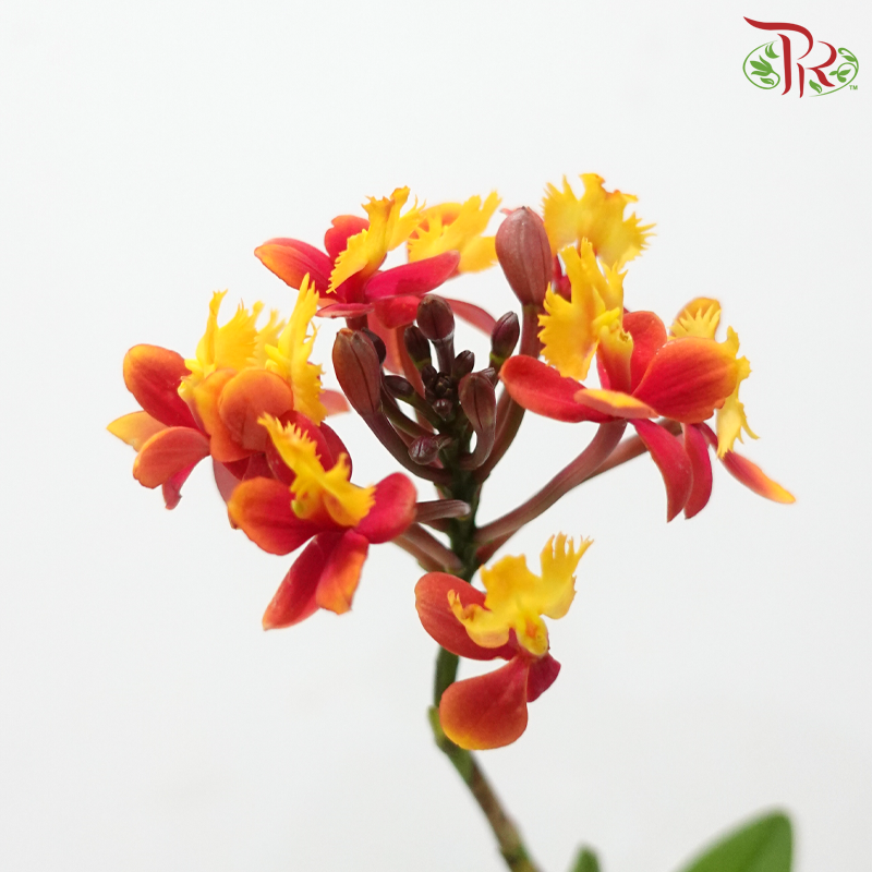 Aglaia Odorata (Per Bunch)