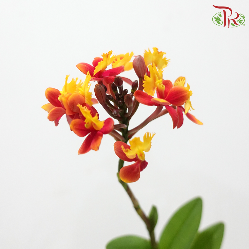 Aglaia Odorata (Per Bunch)