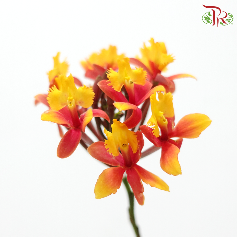 Aglaia Odorata (Per Bunch)