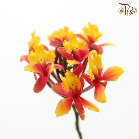 Aglaia Odorata (Per Bunch)