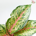 aglaonema 10 karat Aglaonema 10 Karat P105《粗肋草》 – Pudu Ria Florist
