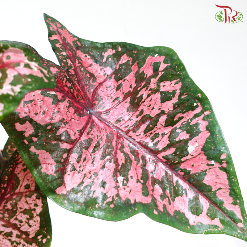 Caladium Asst P120《彩芋》
