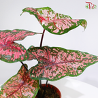 Caladium Asst P120《彩芋》