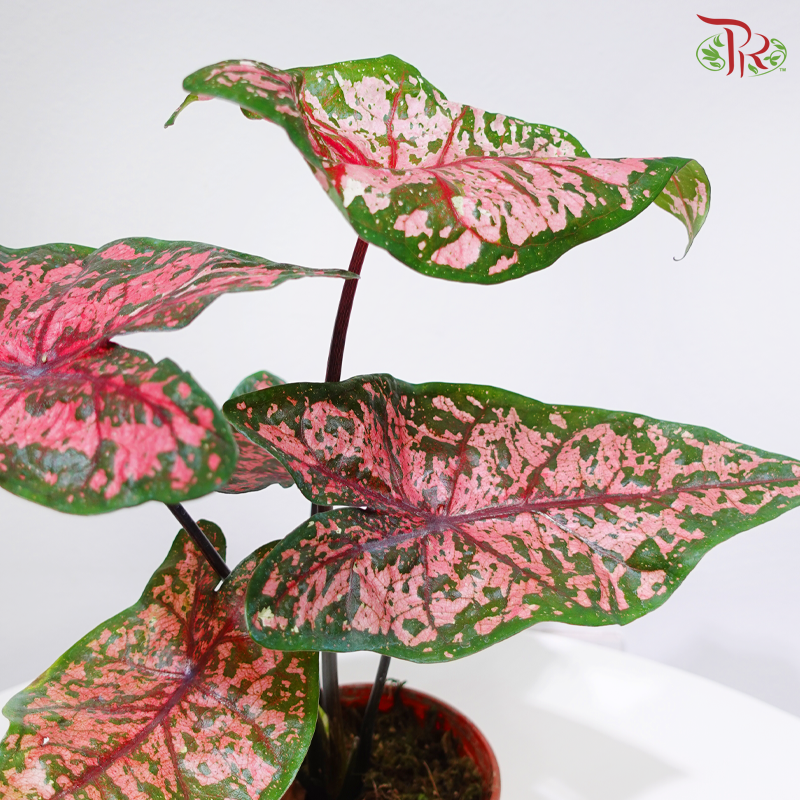 Caladium Asst P120《彩芋》
