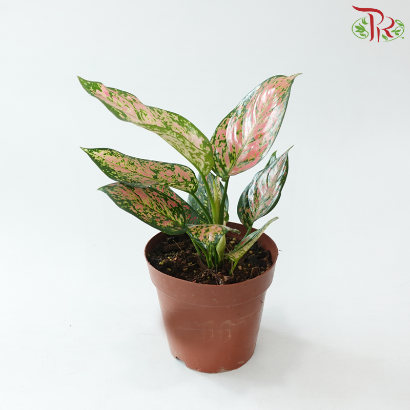 Aglaonema Anjamani P160《红吉祥粗肋草》