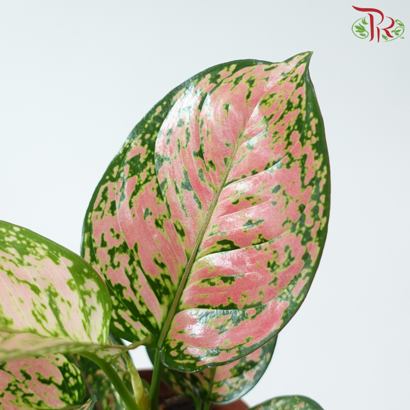 Aglaonema Anjamani P160《红吉祥粗肋草》