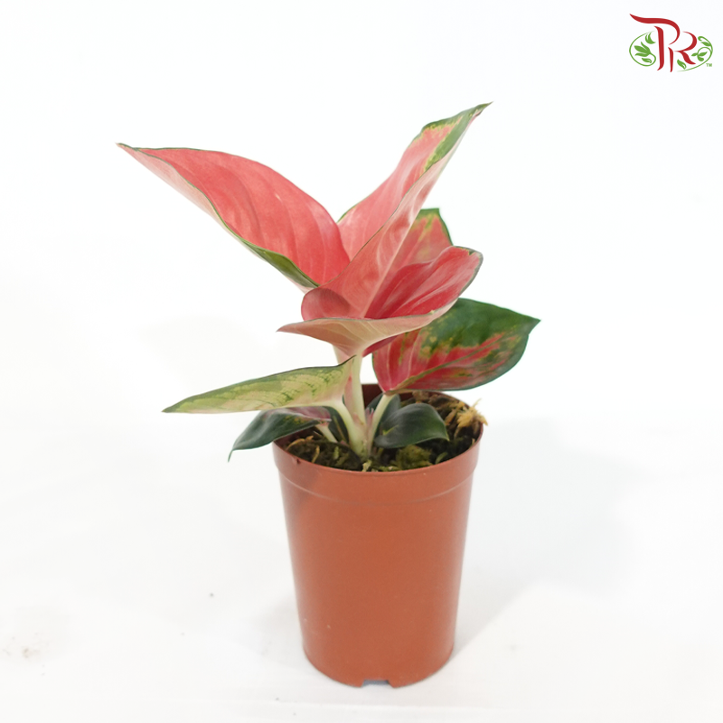 Aglaonema Earthen Red P100《粗肋草》