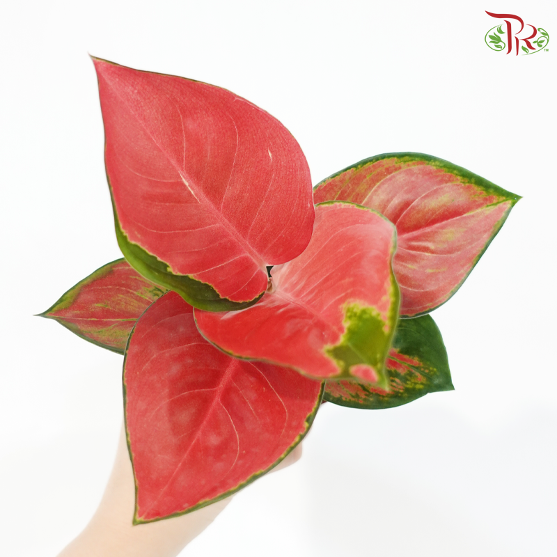 Aglaonema Earthen Red P100《粗肋草》
