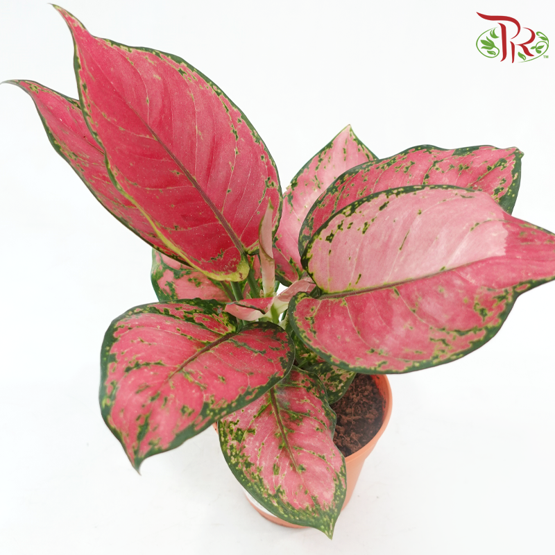 Aglaonema Lady Valentine《情人粗肋草》