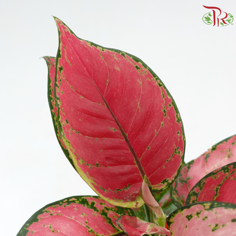 Aglaonema Lady Valentine《情人粗肋草》