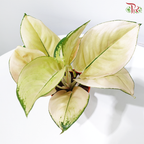 Aglaonema Light of Heaven P105《粗肋草》