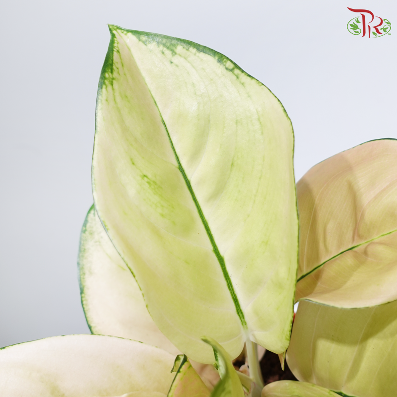 aglaonema licht Aglaonema Light of Heaven P105《粗肋草》 – Pudu Ria Florist
