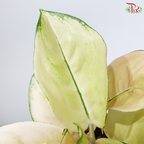Aglaonema Light of Heaven P105《粗肋草》