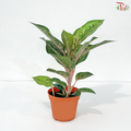 Aglaonema Pink Nova P105《粗肋草》