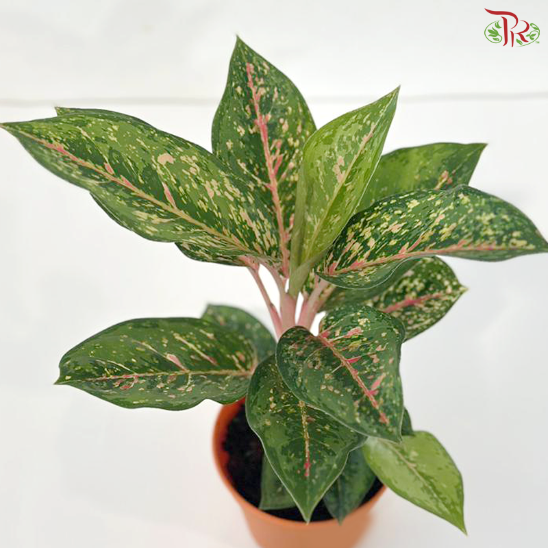 aglaonema suzy Aglaonema Pink Nova P105《粗肋草》 – Pudu Ria Florist