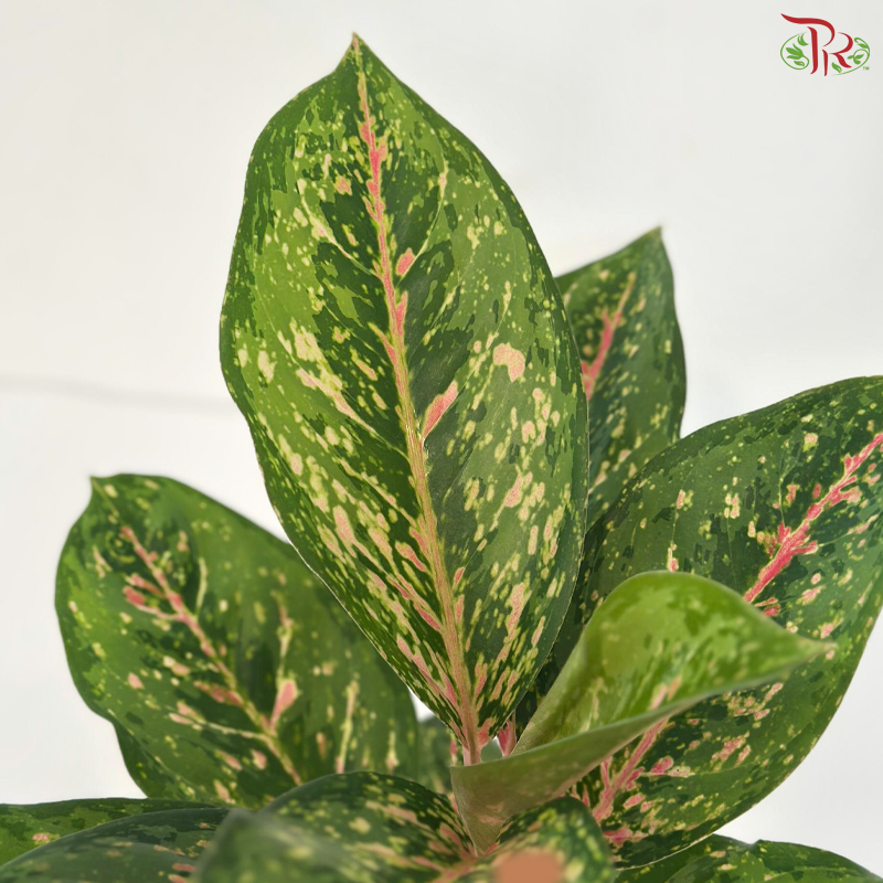 Aglaonema Pink Nova P105《粗肋草》