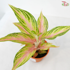 Aglaonema Pink Panama P105《粉色巴拿马粗肋草》