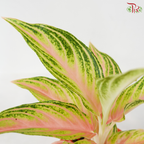 Aglaonema Pink Panama P105《粉色巴拿马粗肋草》
