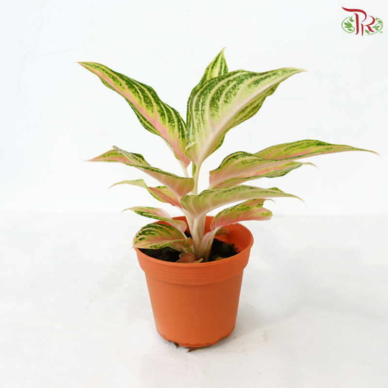 Aglaonema Pink Panama P105《粉色巴拿马粗肋草》