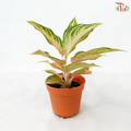 Aglaonema Pink Panama P105《粉色巴拿马粗肋草》