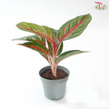 Aglaonema Red Borju P105 《红宝石粗肋草》