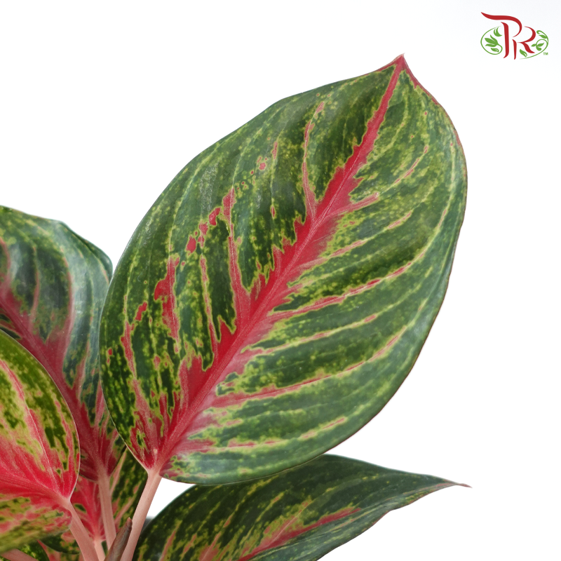 Aglaonema Red Borju P105 《红宝石粗肋草》