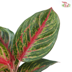 Aglaonema Red Borju P105 《红宝石粗肋草》