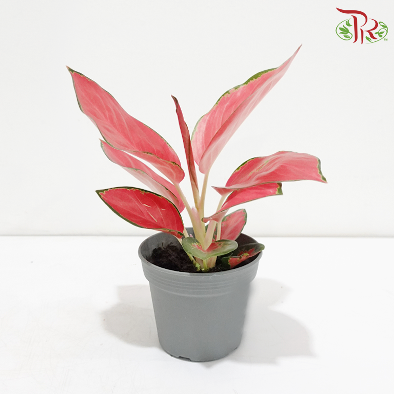 Aglaonema Red Happiness P105《红财神粗肋草》