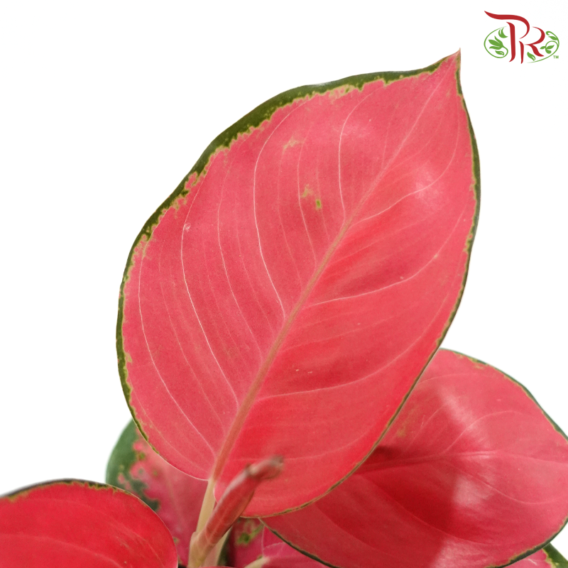 Aglaonema Red Happiness P105《红财神粗肋草》