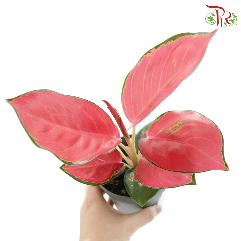 Aglaonema Red Happiness P105《红财神粗肋草》