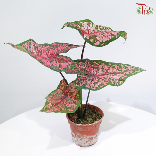 Caladium Asst P120《彩芋》