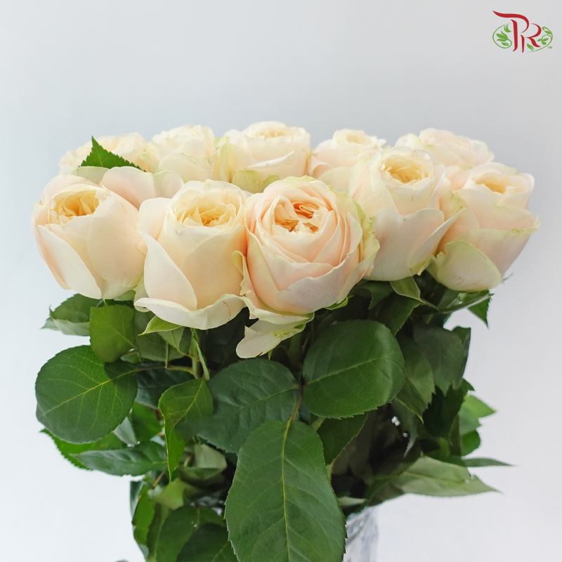 Rose - Ailor / Catherine (10 Stems)