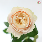 Rose - Ailor / Catherine (10 Stems)