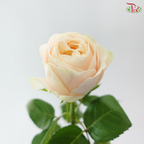 Rose - Ailor / Catherine (10 Stems)