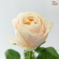 Rose - Ailor / Catherine (10 Stems)