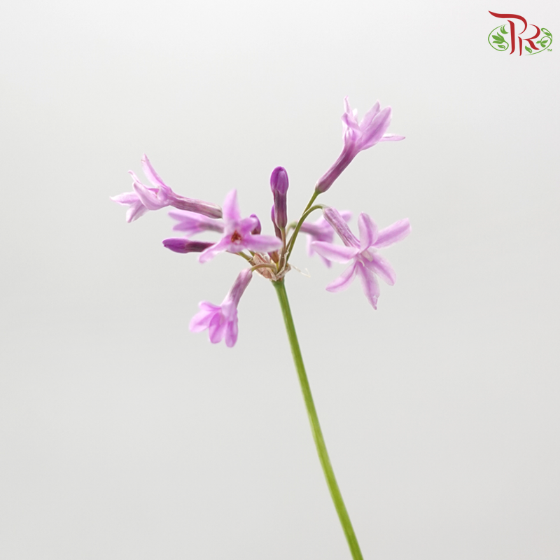 Silene Pendula (Per Bunch)